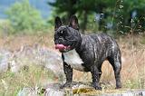 BOULEDOGUE FRANCAIS 1297